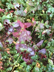 Hypericum virginicum