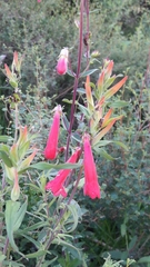 Penstemon isophyllus