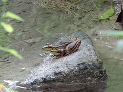 Lithobates brownorum