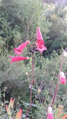 Penstemon isophyllus