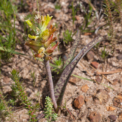 Lachenalia orchioides