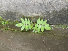 Sorbaria sorbifolia
