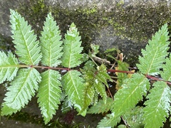 Sorbaria sorbifolia