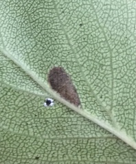 Coptodisca splendoriferella