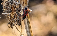 Neacoryphus bicrucis