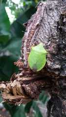 Chlorocoris distinctus