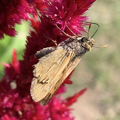 Atalopedes campestris