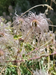 Clematis drummondii