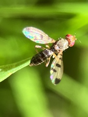Geomyza tripunctata