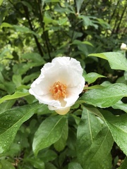 Franklinia
