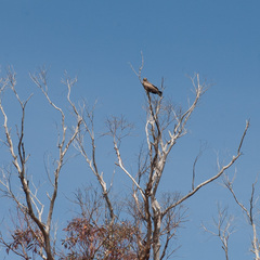 Milvus migrans parasitus