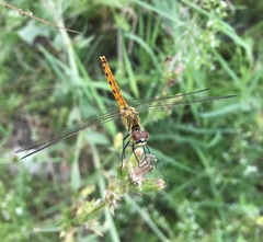 Sympetrum depressiusculum