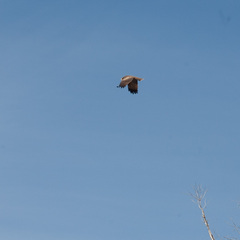 Milvus migrans parasitus