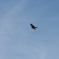 Milvus migrans parasitus