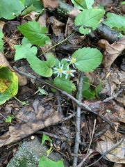 Eurybia