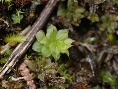 Plagiomnium venustum