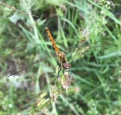 Sympetrum depressiusculum