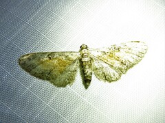 Eupithecia icterata