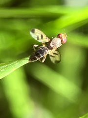 Geomyza tripunctata