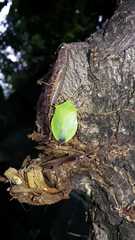 Chlorocoris distinctus