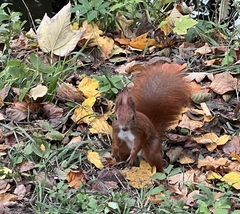 Sciurus vulgaris