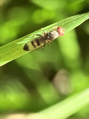 Geomyza tripunctata