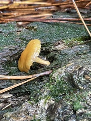 Simocybe centunculus