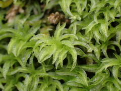 Atrichum undulatum