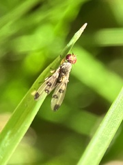 Geomyza tripunctata