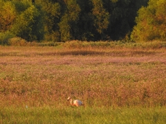 Phoenicopterus chilensis