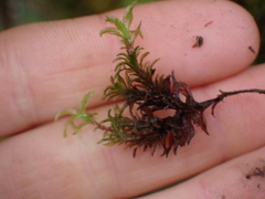 Atrichum undulatum