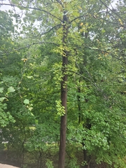 Ailanthus altissima