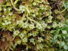 Plagiomnium venustum
