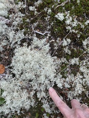 Cladonia rangiferina