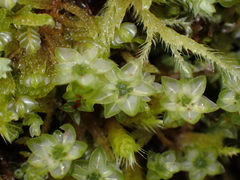 Plagiomnium venustum