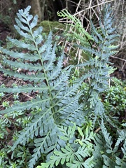 Pityrogramma calomelanos