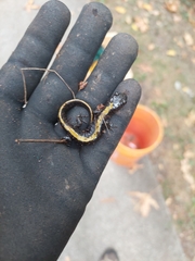 Ambystoma macrodactylum