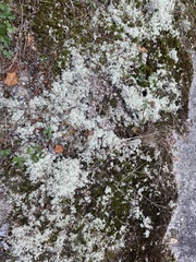Cladonia rangiferina