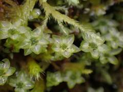 Plagiomnium venustum