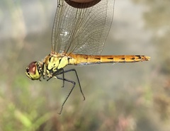 Sympetrum depressiusculum