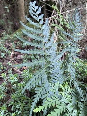 Pityrogramma calomelanos