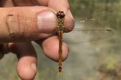 Sympetrum depressiusculum