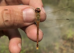 Sympetrum depressiusculum