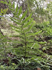 Pityrogramma calomelanos