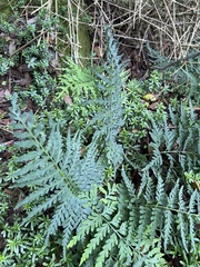 Pityrogramma calomelanos