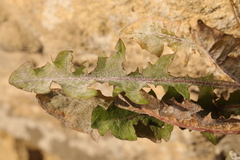 Podosphaera erigerontis-canadensis