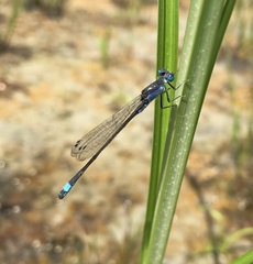 Ischnura fountaineae
