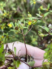Bidens discoidea