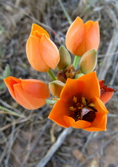 Ornithogalum dubium