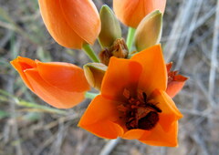 Ornithogalum dubium